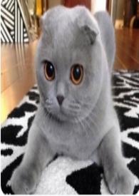 我和猫作文